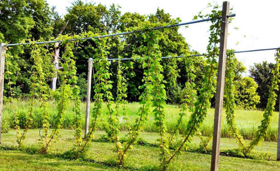 Опора для винограда Августин