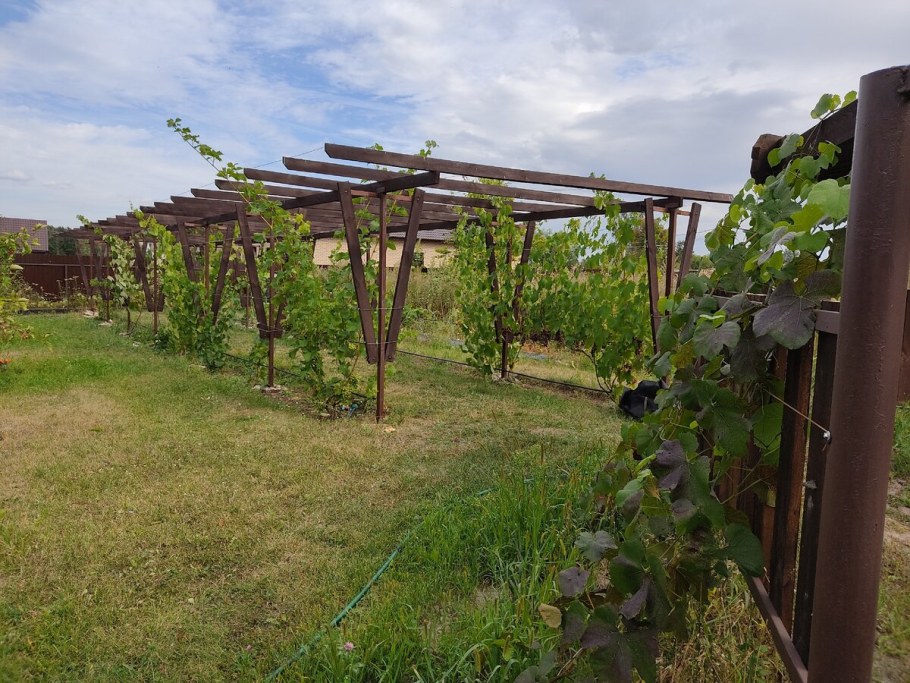 Перголы Мадейра виноградники