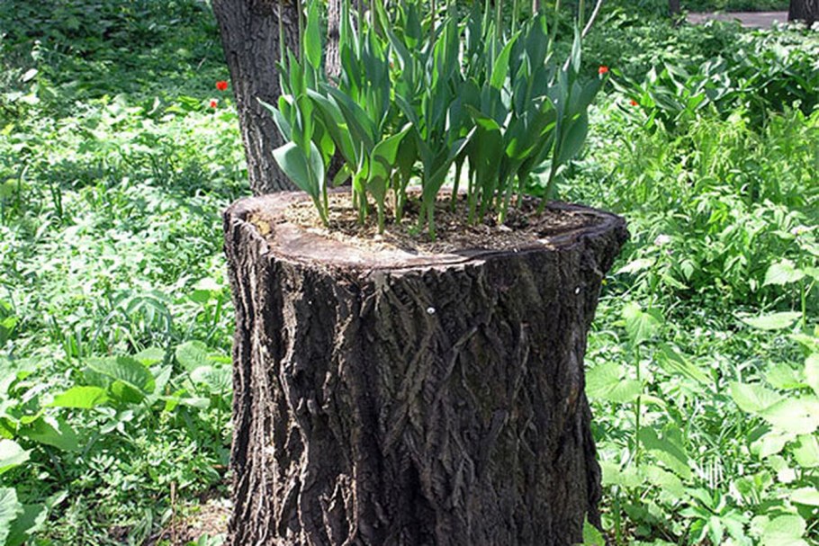 Цветники из пней деревьев