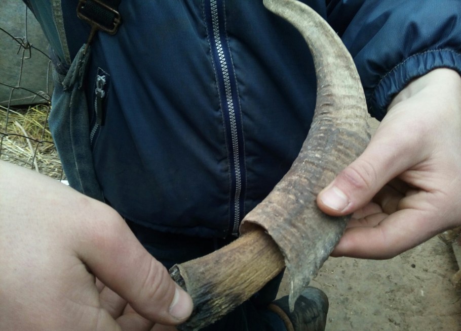 Светильник из Рогов лося