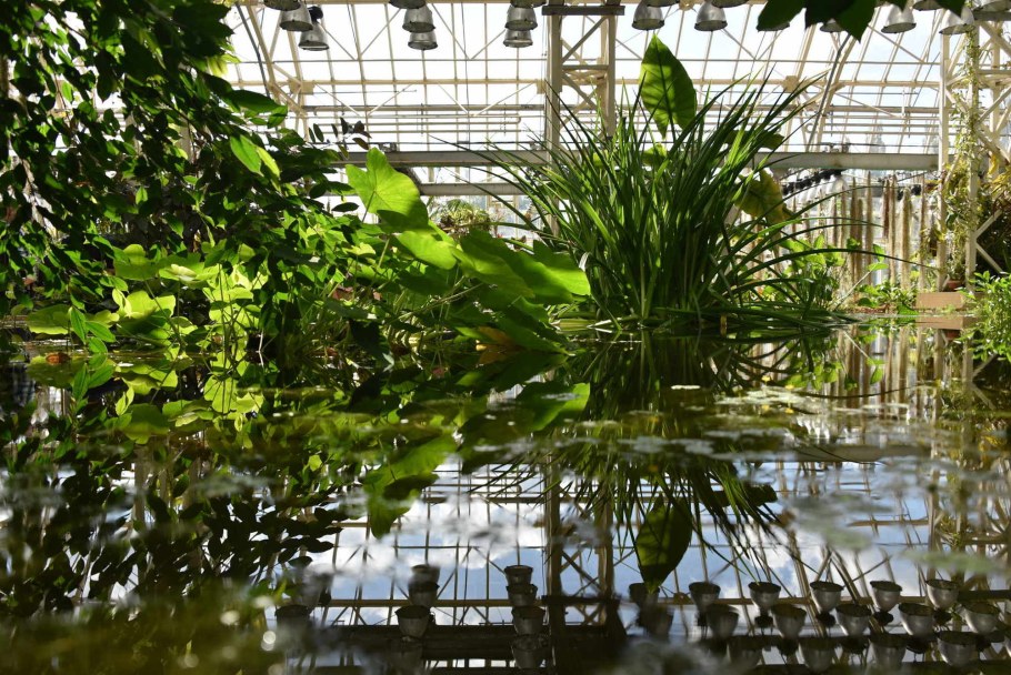 Водная оранжерея ботанического сада СПБ