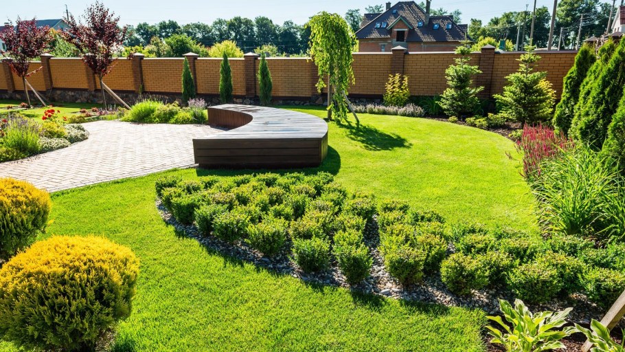 Туя Даника Живая изгородь