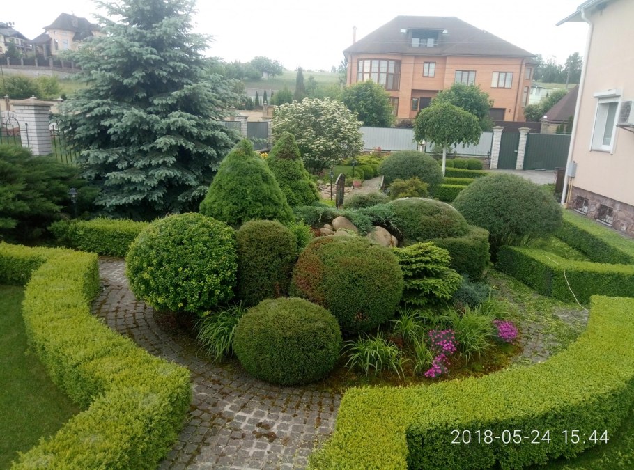 Туя Даника у входной зоны