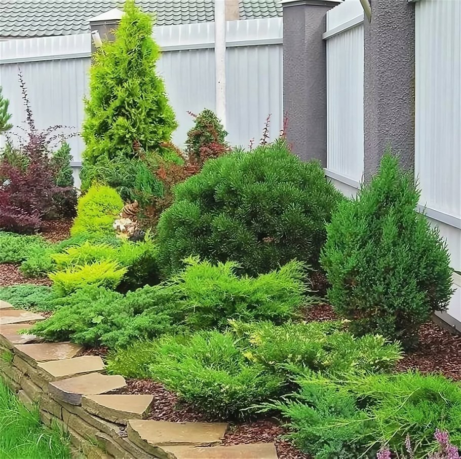 Туя можжевельник ландш