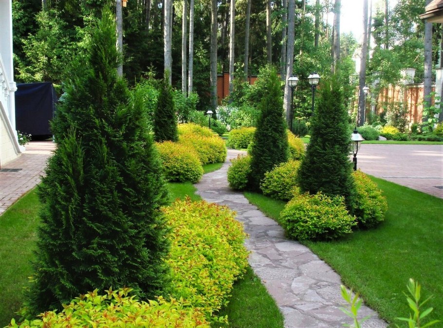 Туя Даника на газоне