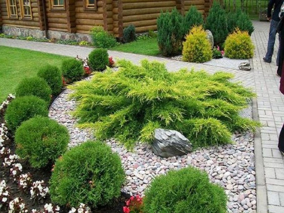 Гортензия,Хоста, туя Даника