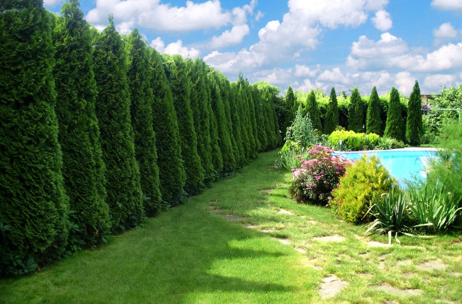 Туя Даника Хозери