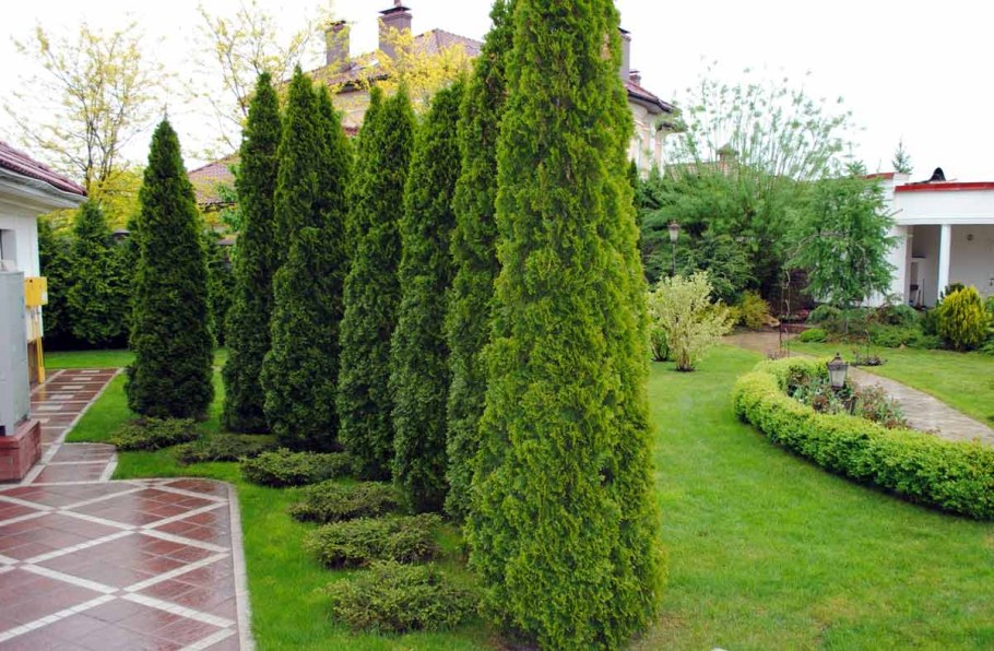 Розарий туя Даника