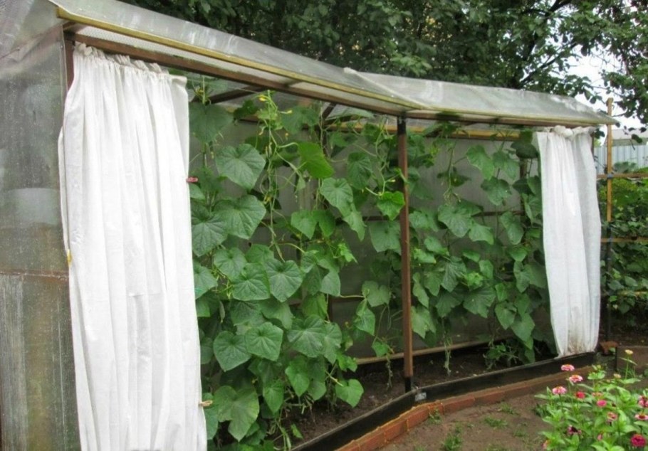 Идеи для парника