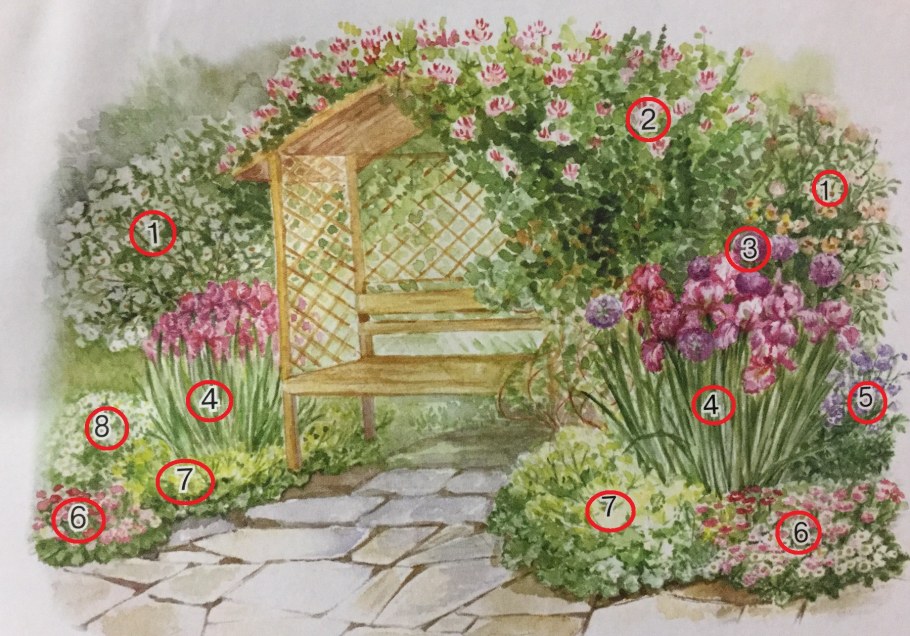 Миксбордер с плетистой розой схемы