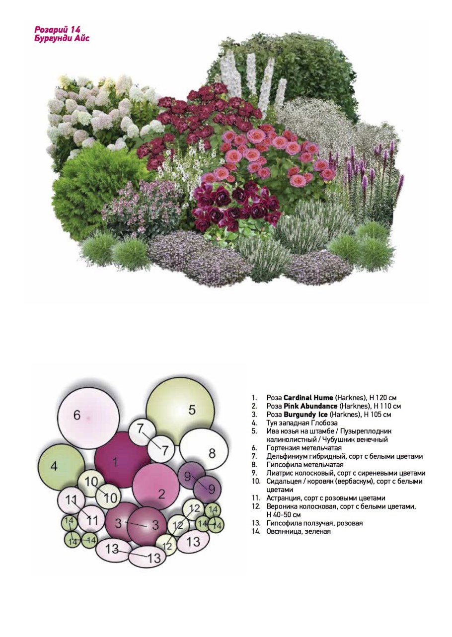 Схема посадки роз в розарии