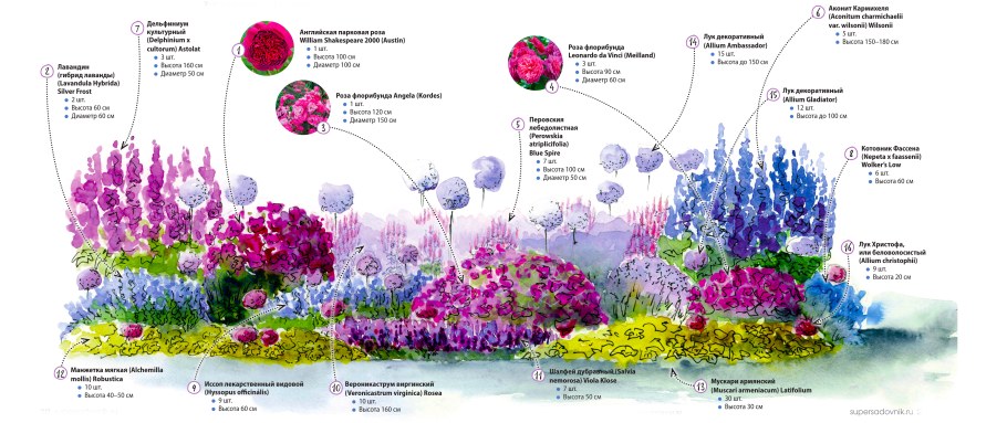 Миксбордер непрерывного цветения многолетников схема