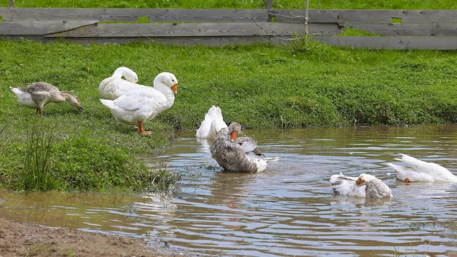 Китайский летчик Джао да веранда