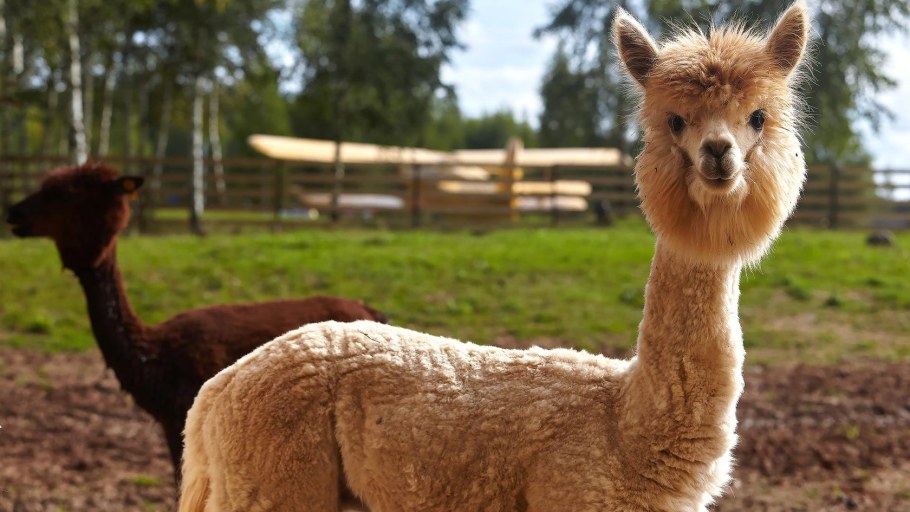 Некрасовские дачи Ярославль