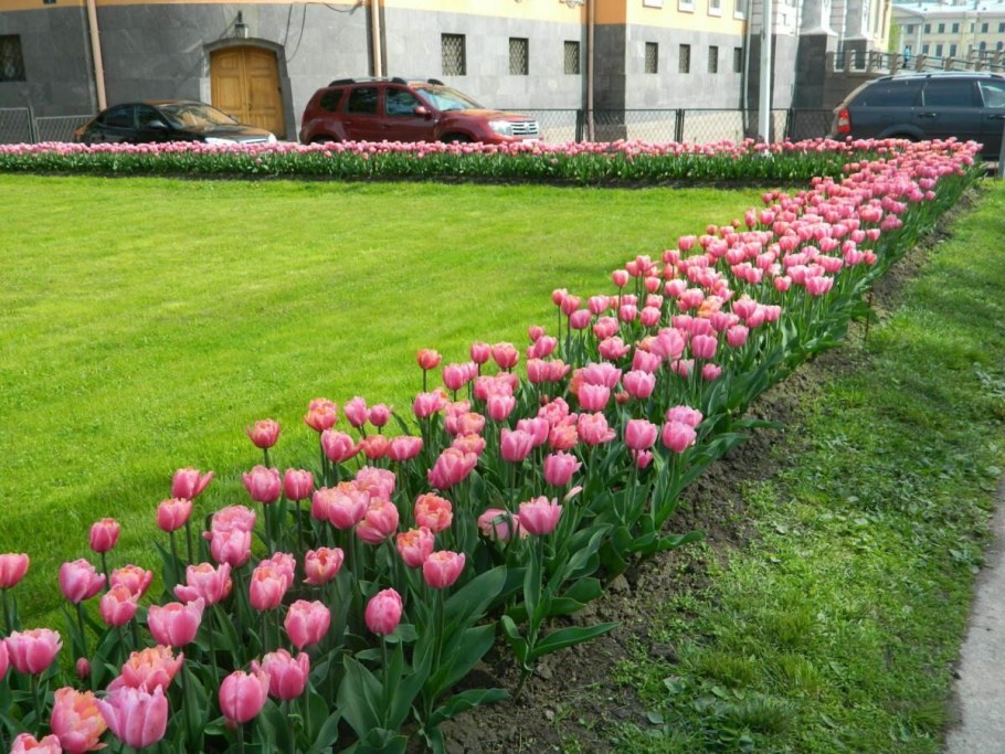 Луковичные весеннего цветения