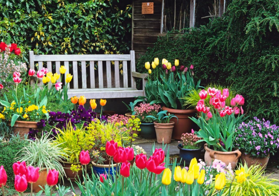 Цветы в палисаднике