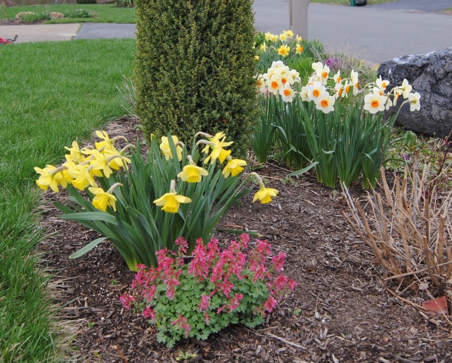 Гиацинт рабатка