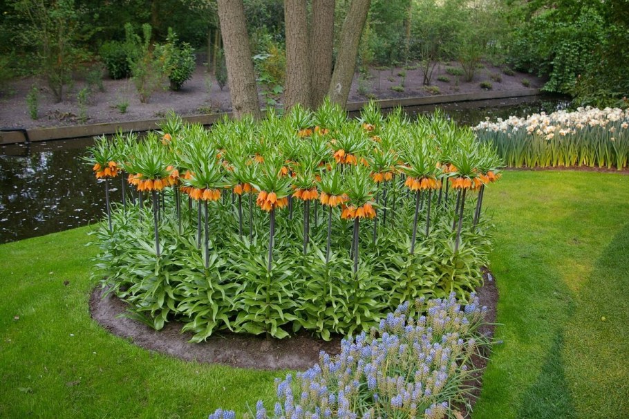 Тюльпаны в приствольном круге