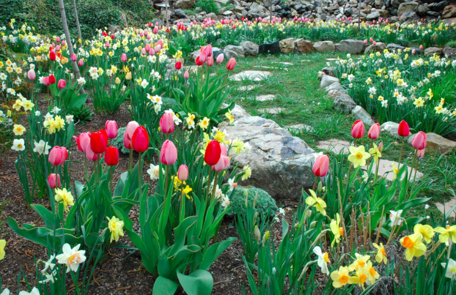 Клумба рабатка