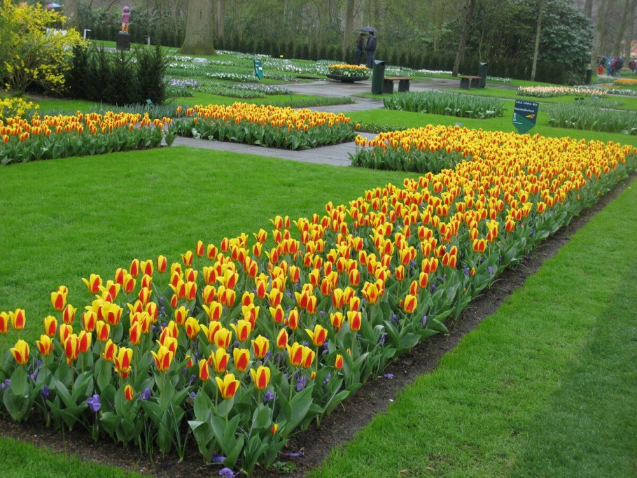 Тюльпаны и нарциссы на клумбе