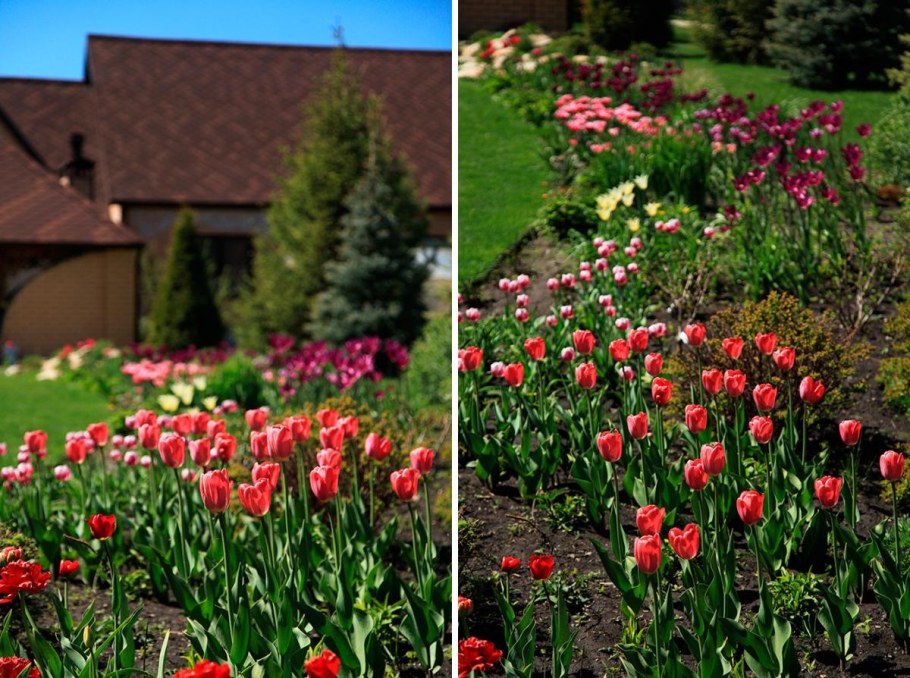 Миксбордер с розами