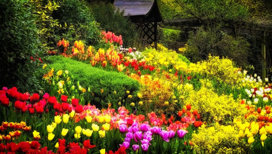 Клумба рабатка тюльпан Лилия