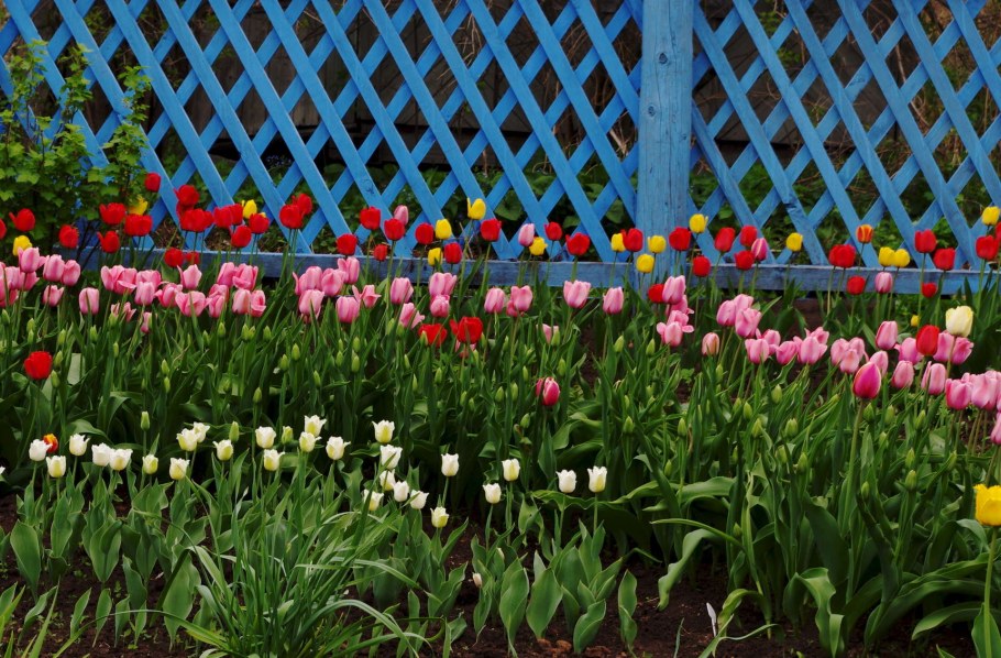 Миксбордеры Кекенхоф