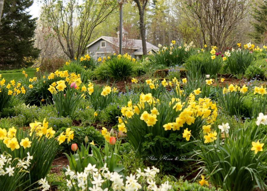 Рабатка с тюльпанами