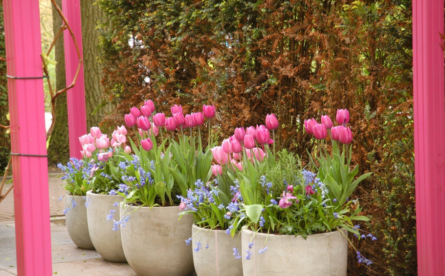 Миксбордер с лилиями и ирисами