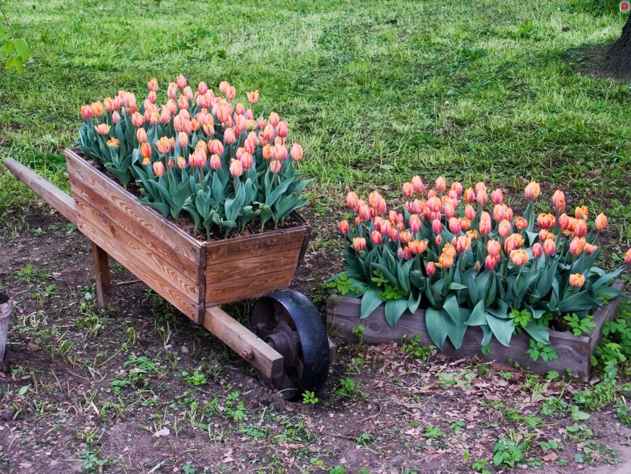 Ландыши в миксбордере