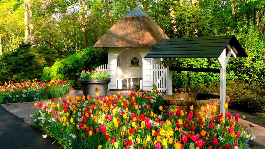 Тюльпаны в приствольном круге