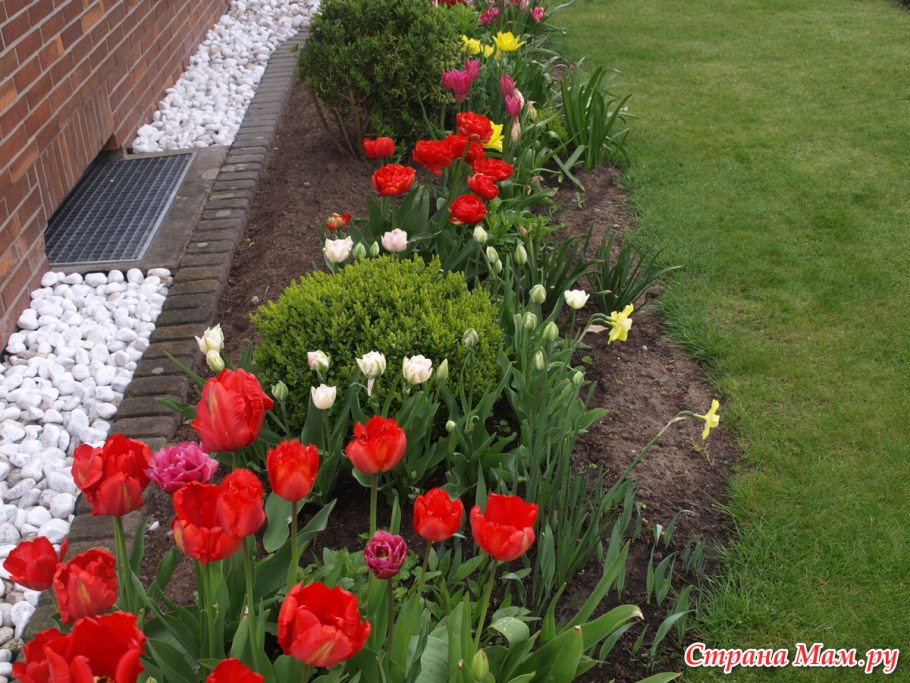 Цветники с луковичными