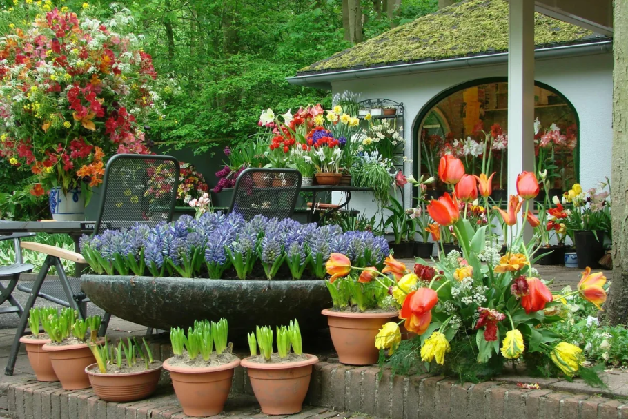 Рябчик Императорский на клумбе