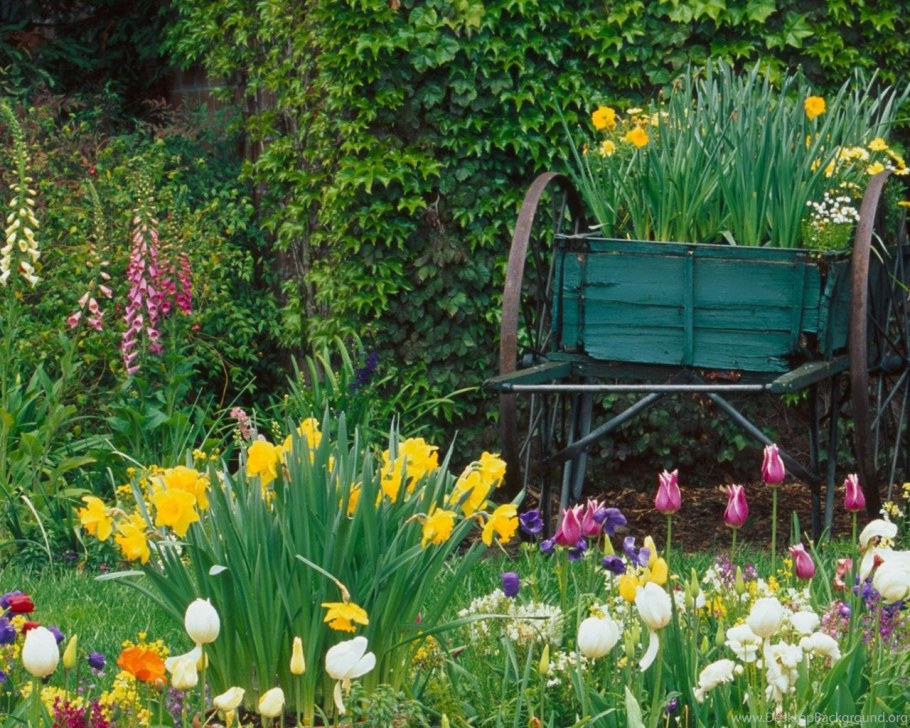 Клумба Мальва дельфиниум Хоста Флоксы рудбекия