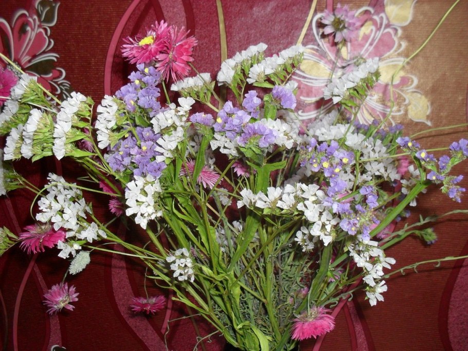 Статица Крымская cмесь