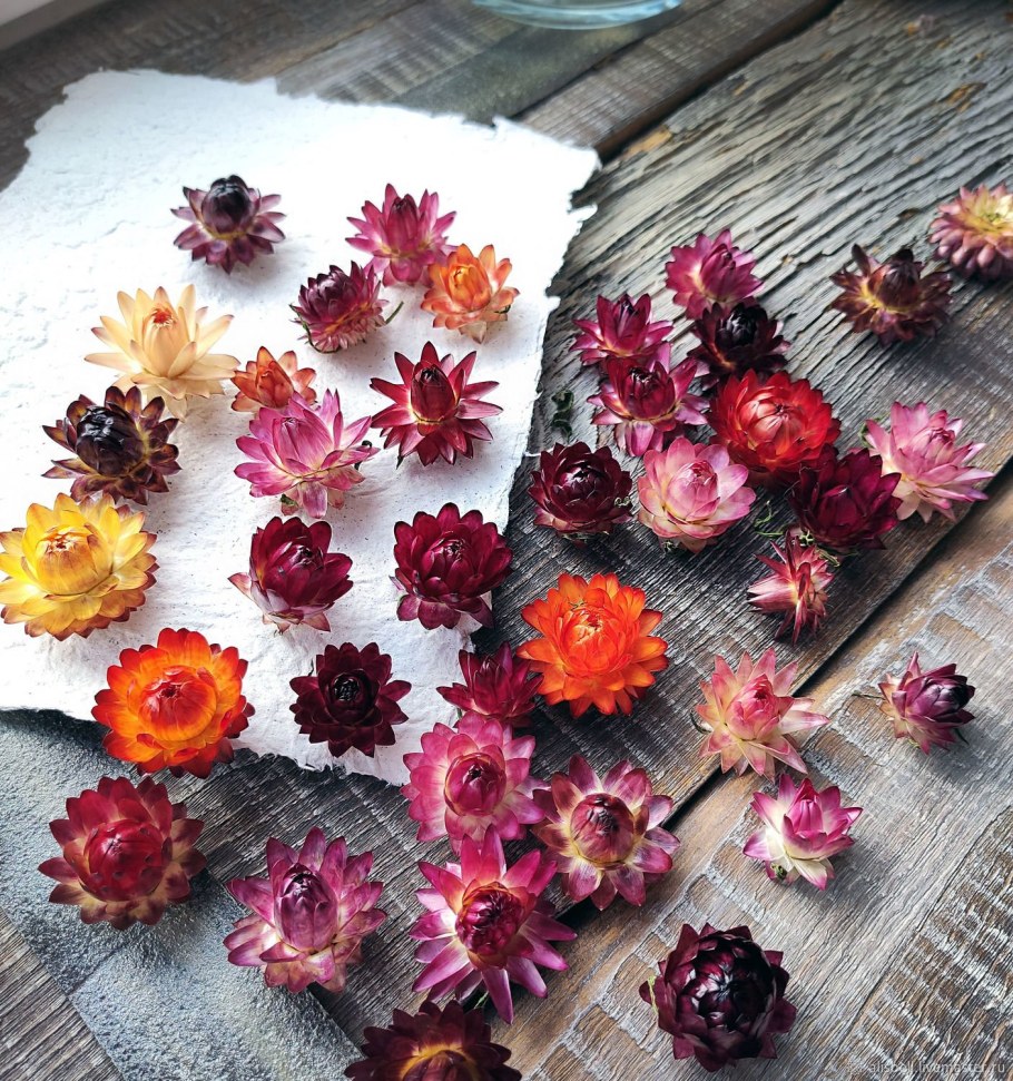 Гелихризум бессмертник сухоцветы