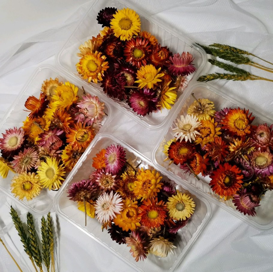 Гелептериум Санфорт сухоцветы