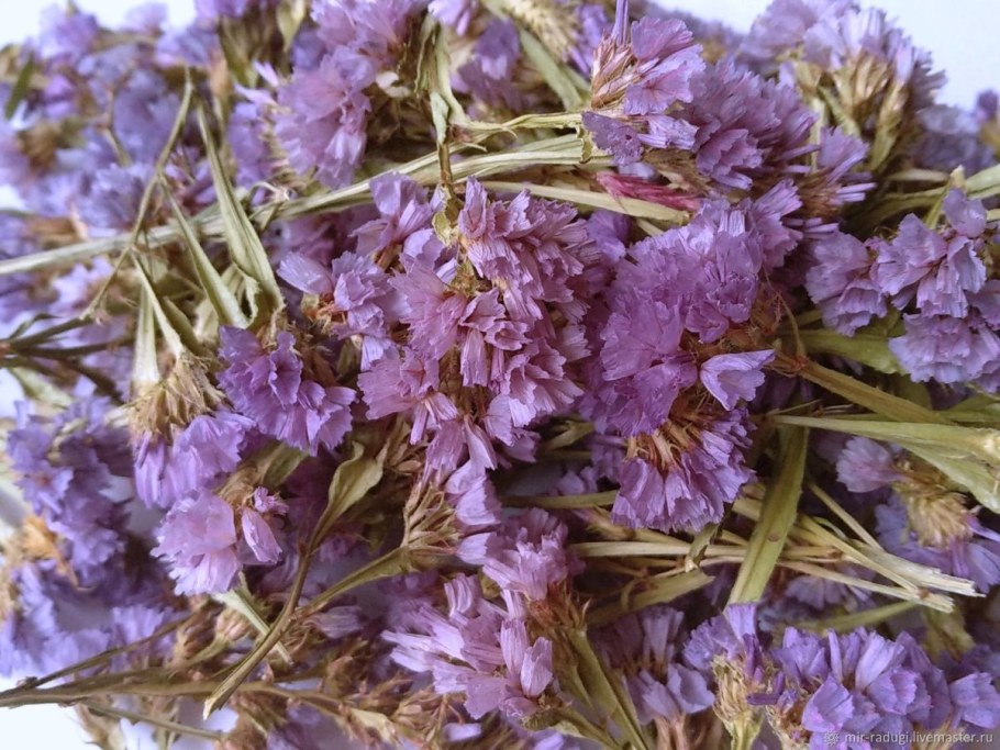 Статица Лавандовая