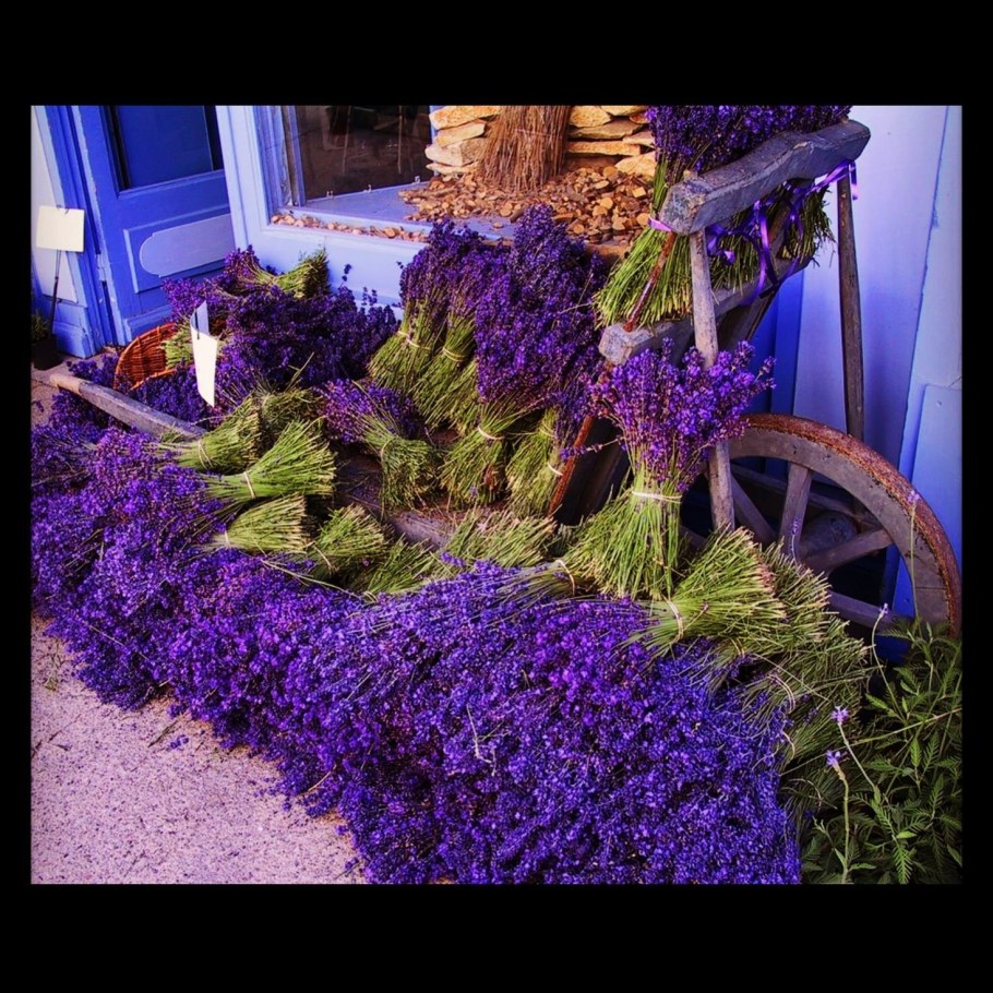 Лаванда в саду