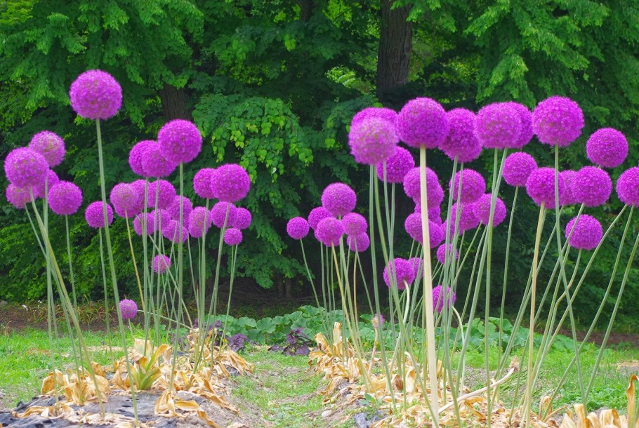 Гигантский лук (Allium giganteum