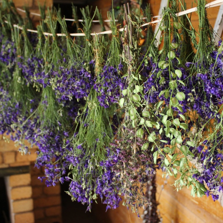 Нигелла засушенная