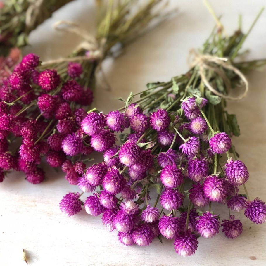 Гомфрена сухоцвет