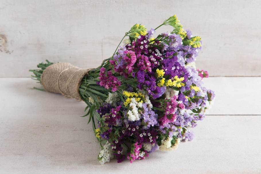 Статица и Лаванда