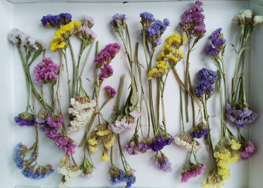 Статица цветы сухоцветы