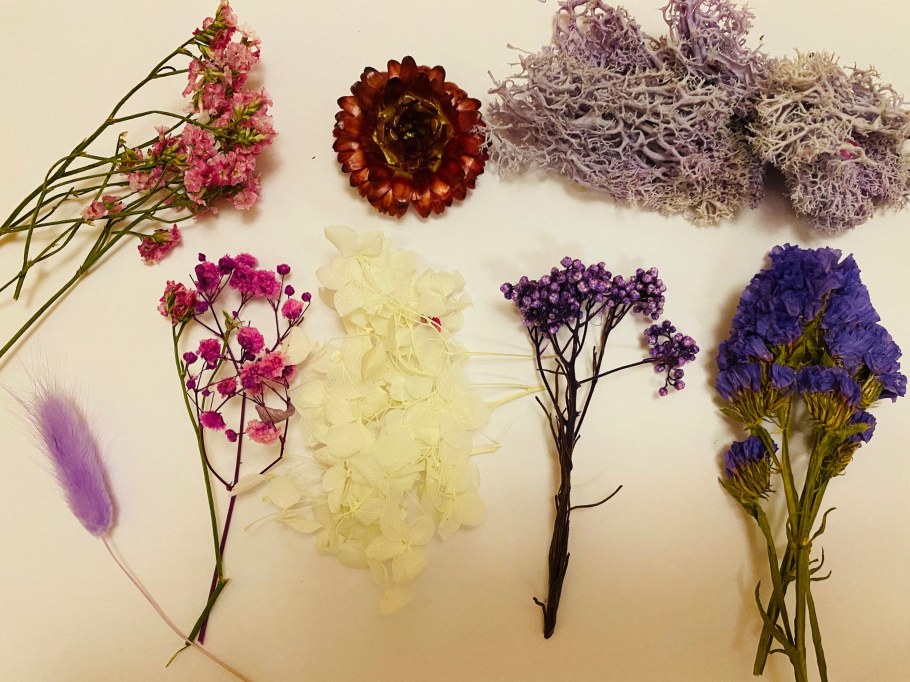 Сальвия сухоцвет