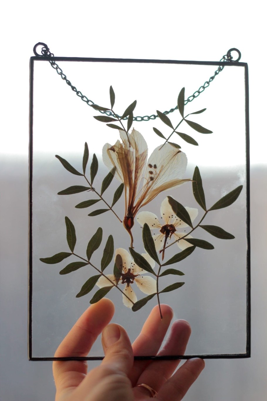 Гербарий в рамке