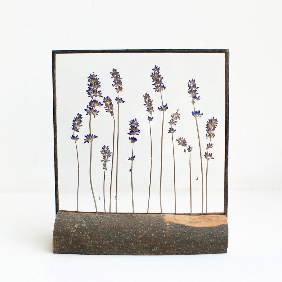 Гербариум цветы