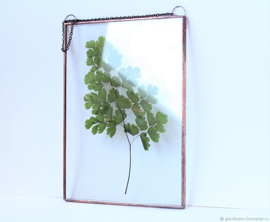 Гербарий в рамке под стеклом