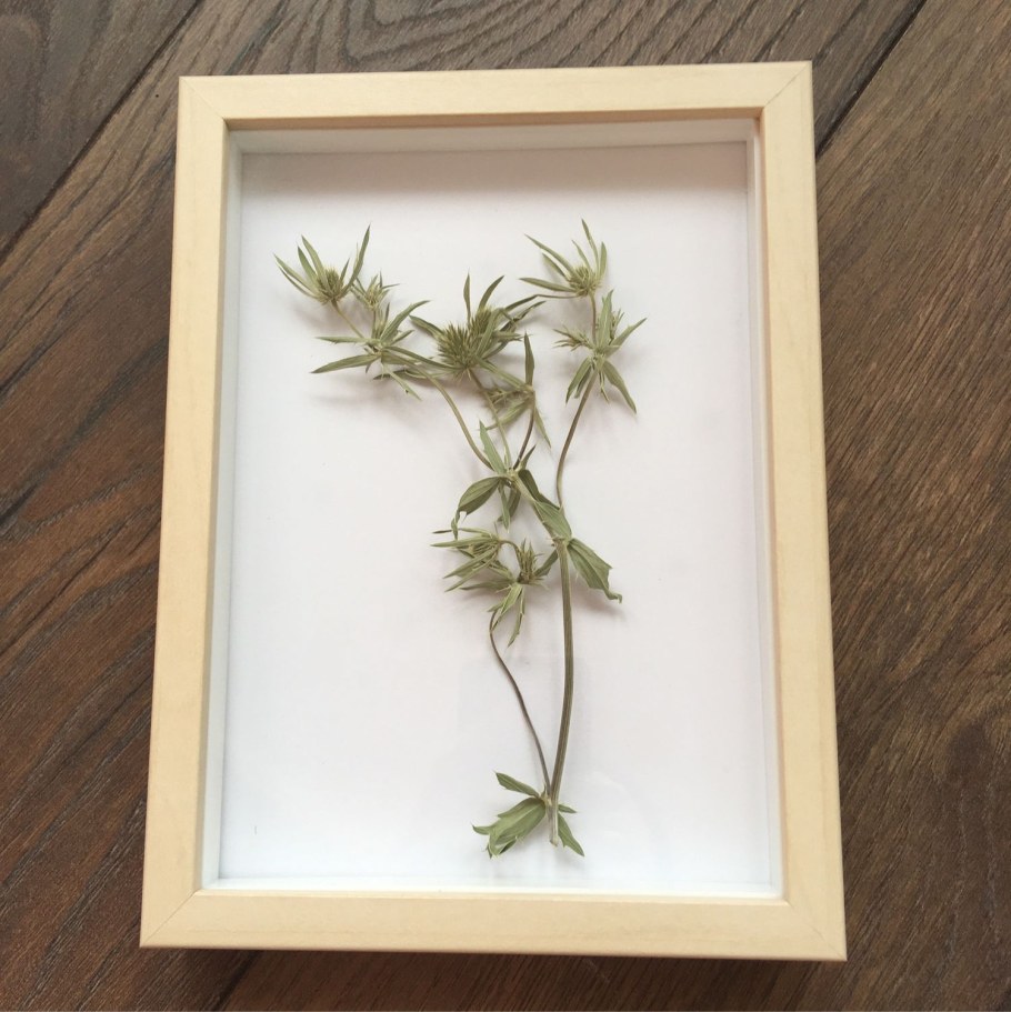 Гербарий под стеклом