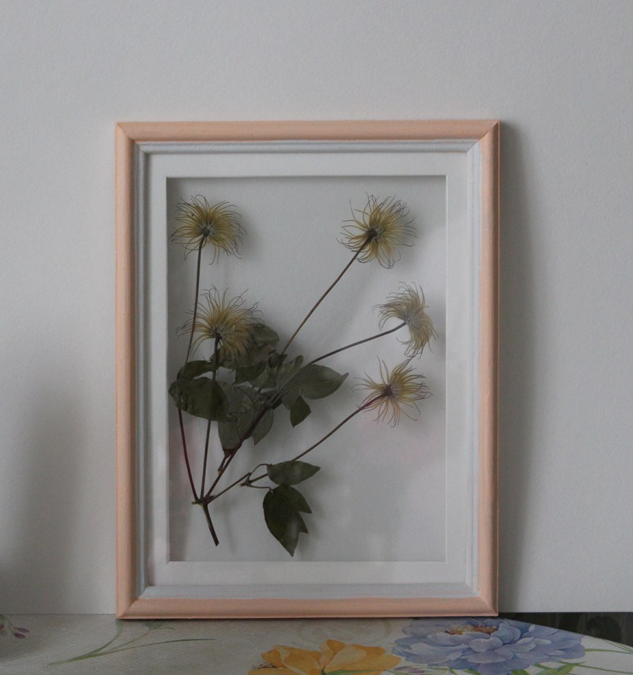 Гербарий в рамке